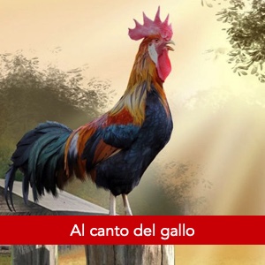 Al canto del gallo